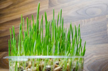 Kedi ve köpek için çim