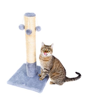 Beyaz yalama izole kedi.