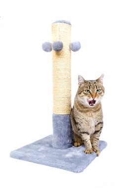 Beyaz yalama izole kedi.