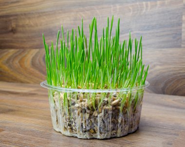 Kedi ve köpek için çim