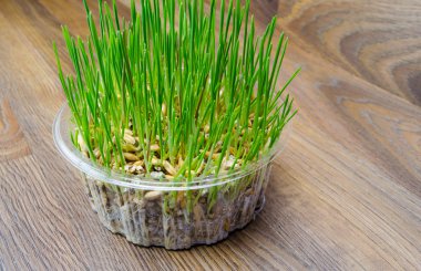 Kedi ve köpek için çim