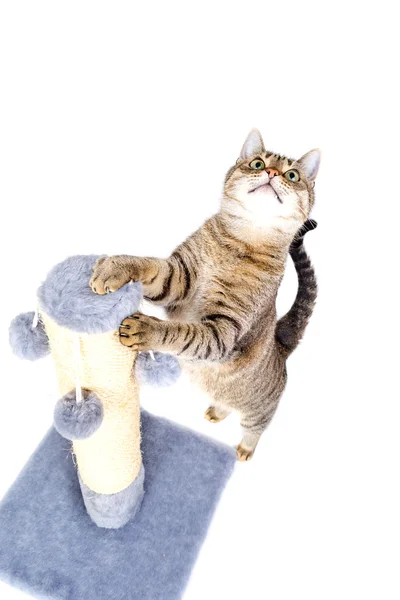 Hermoso gato con arañazos post — Foto de Stock