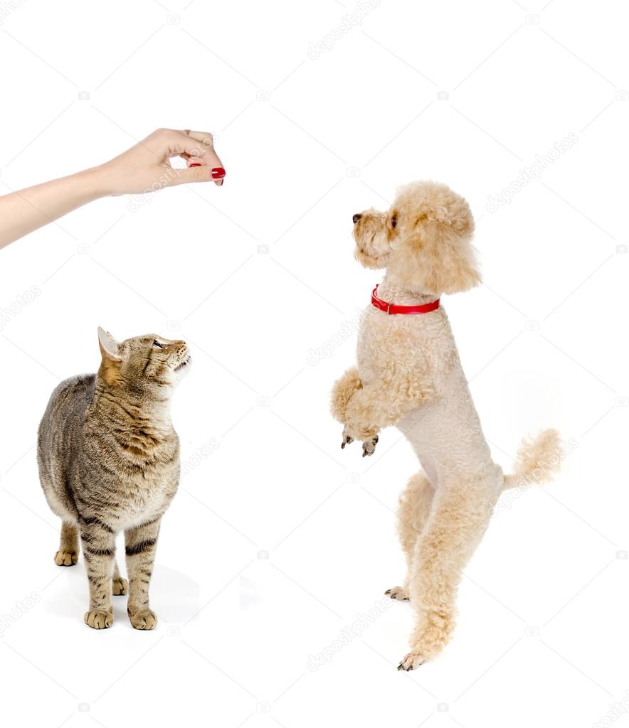 Toy poodle stands on his hind legs and asks food