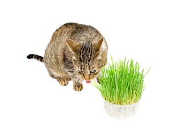 Taze ot yemek evde beslenen hayvan kedi