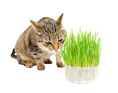 Kedi taze ot burnunu çekmek