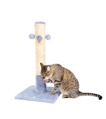 Beyaz izole kedi yaladı oturma.