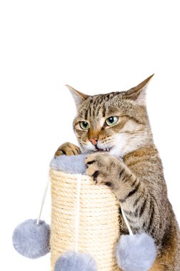 Güzel kedi tırmalamak posta ile