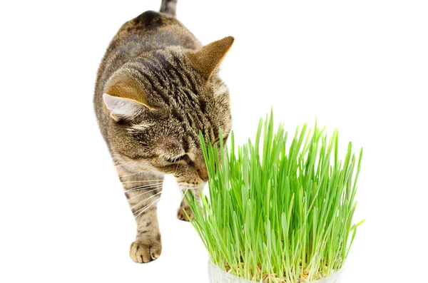 El animal doméstico gato comiendo hierba fresca — Foto de Stock