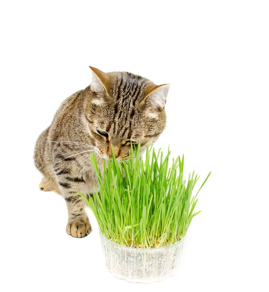 El animal doméstico gato comiendo hierba fresca — Foto de Stock