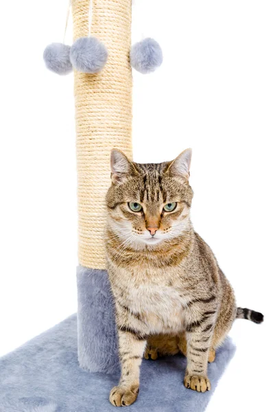 Hermoso gato con arañazos post —  Fotos de Stock