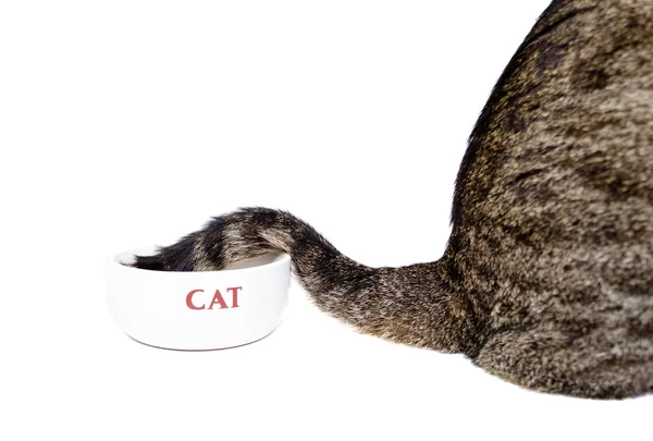 Der Schwanz der Katze im Teller — Stockfoto