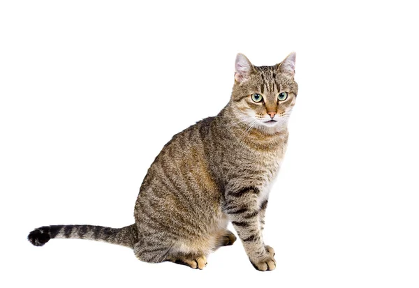 Cat sits and looks ahead — Stock Photo, Image