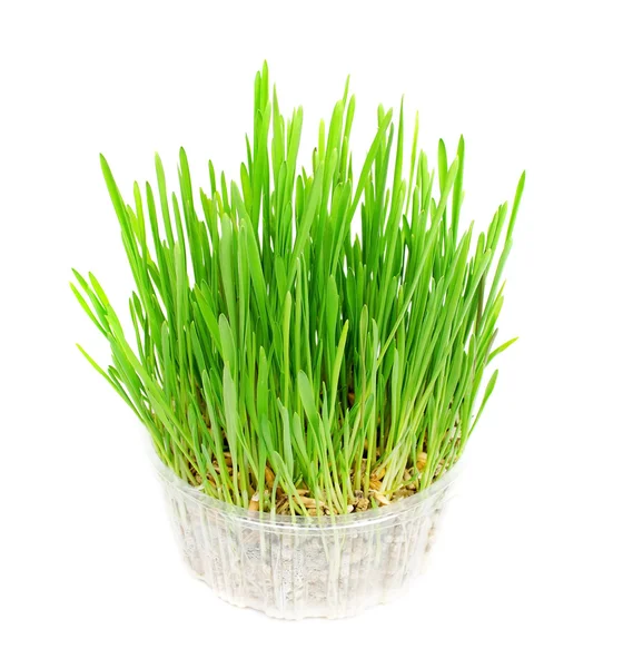 Fresh green grass in the potted Stock Picture