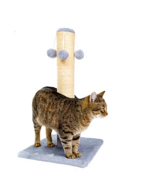 Güzel kedi tırmalamak posta ile