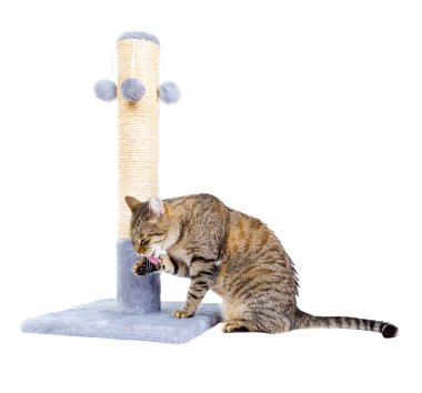Beyaz izole kedi yaladı oturma.