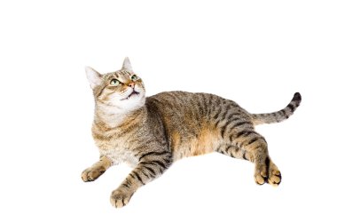 Beyaz arka planda yatan kedi.