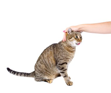 Beyaz yalama izole kedi.