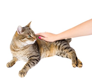 Beyaz arka planda yatan kedi.