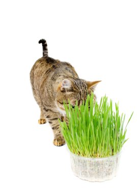 Taze ot yemek evde beslenen hayvan kedi