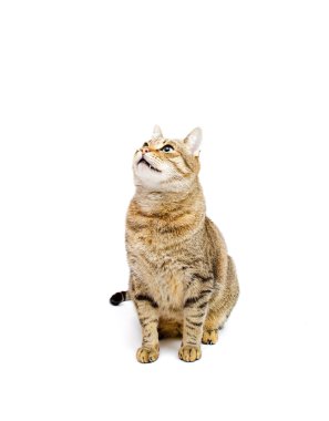 Kedi oturur ve ararken