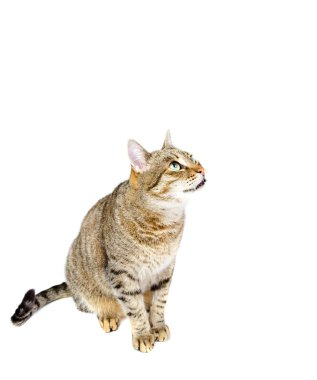 Kedi oturmuş beyaz arka plan.