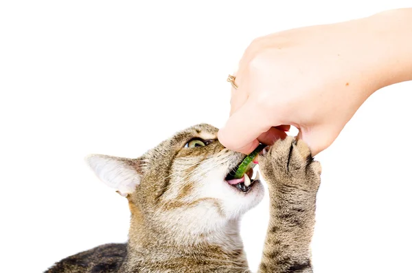 O gato come um pepino — Fotografia de Stock