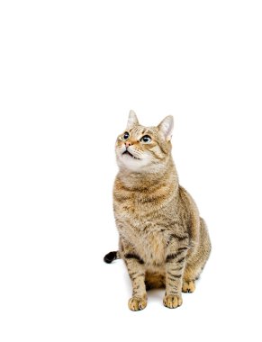 Kedi oturur ve belgili tanımlık ilâ arıyorsunuz