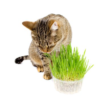 Taze ot yemek evde beslenen hayvan kedi