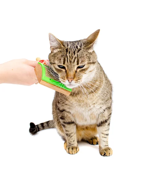 Peine de gato adulto peinado a mano — Foto de Stock