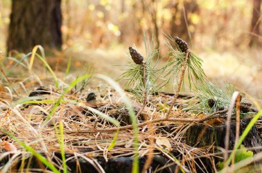 bir dalda çam kozalakları
