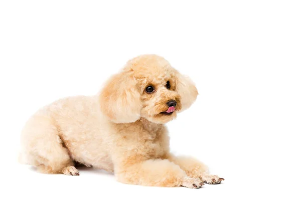 Abrikoos poedel liegen en op zoek naar het juiste puppy portret — Stockfoto