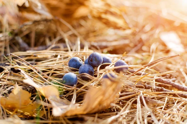 Bleuets sur les aiguilles de pin sec — Photo