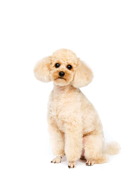 Albaricoque pequeño caniche sentado sobre un fondo blanco —  Fotos de Stock