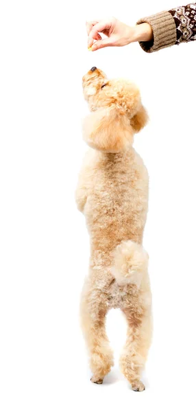 Caniche de albaricoque de pie en las patas traseras y mirando hacia arriba — Foto de Stock