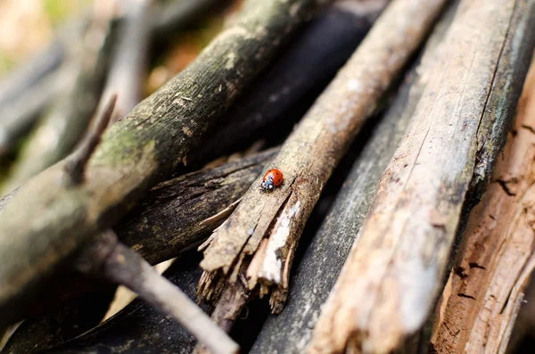 Ladybug walking on wooden branches — Stock Photo, Image