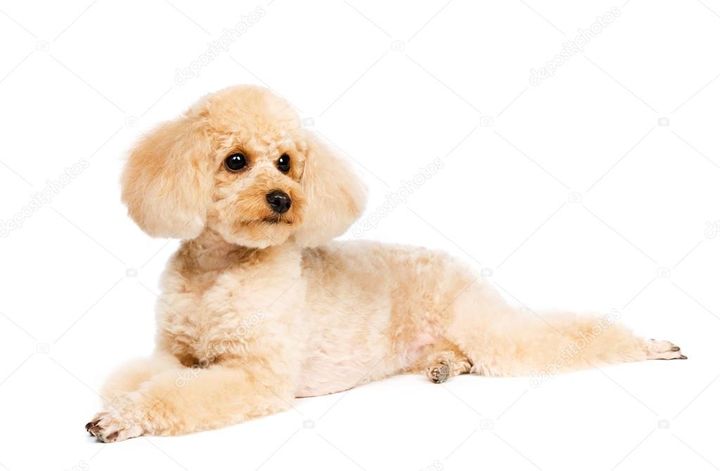 Peach poodle hotsell