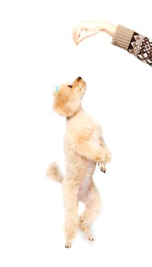 Arka ayakları üzerinde duran kayısı fino köpeği ve ararken