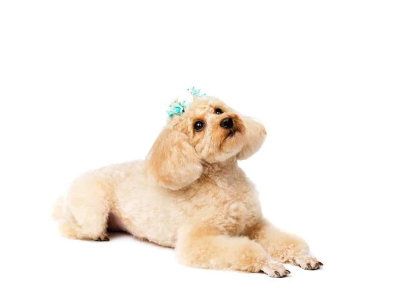 Dog lies and looks upwards. Toy poodle with a hairpin — Stock Photo, Image