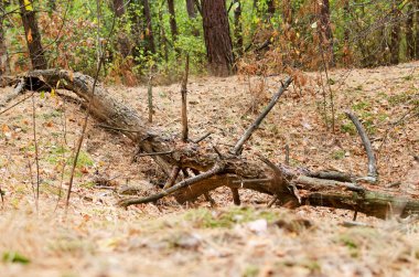 Sonbahar ormanın içinde yerde yatan büyük çirkin budak