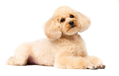 Beyaz bir arka plan üzerinde yalan ve ileriye dönük fino köpeği. Köpek kayısı.