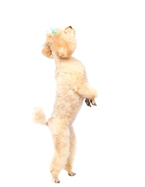 Oyuncak fino köpeği onun arka ayakları üzerinde duruyor