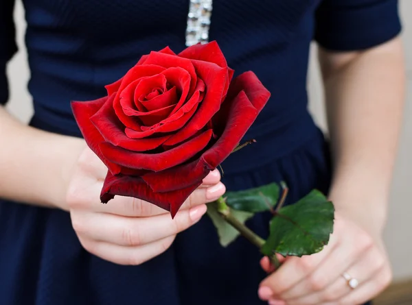 Red rose in the hands of women. Gift on Valentine\'s Day.