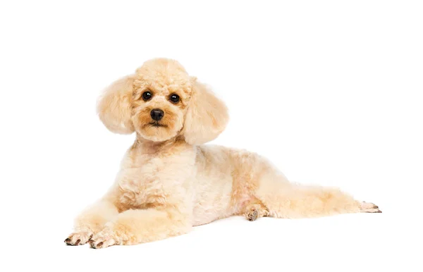 Poodle Acostado Sobre Fondo Blanco Mirando Hacia Adelante Albaricoque Perro —  Fotos de Stock