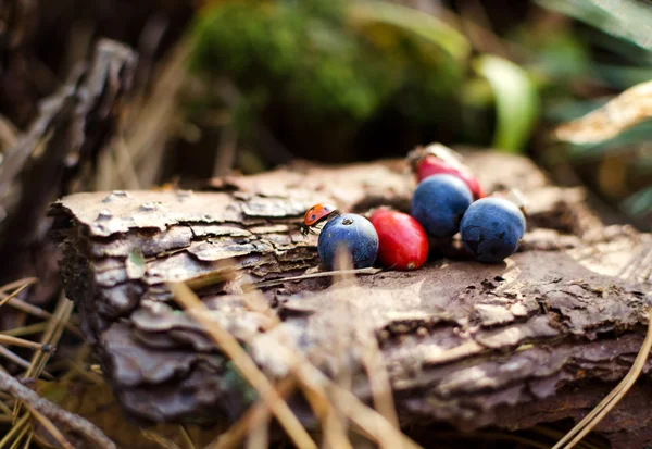 秋の森の古い切り株に赤と青の果実 — ストック写真