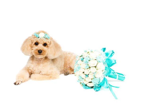 Peach Poodle Lying White Background Wedding Bouquet Stock Image