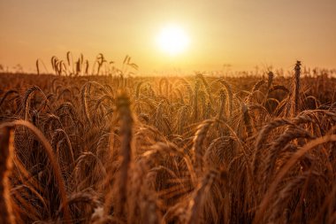 Goldenes Kornfeld im Sptsommer, Ernte Erntezeit Sommerabend reiche volle dichte hren, Bio Landwirtschaft, biologischer anbau, Erzeugergemeinschaft Erzeuger genossenschaft golden wheat rich harvest