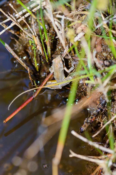 Baja California Vaha 'sında Pasifik Ağacı Kurbağası
