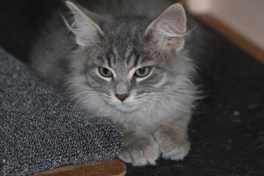 Gri kedi kameraya poz veriyor..