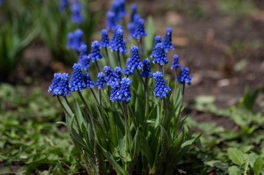 İlk bahar çiçeklerinden biri Muscari ya da fare sümbülü. Küçük çan şeklindeki çiçekleri türlerine bağlı olarak mavi, mavi, mor ya da beyaz ırklara göre dizilir..
