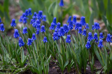 İlk bahar çiçeklerinden biri Muscari ya da fare sümbülüdür. Küçük çan şeklindeki çiçekleri türlerine göre mavi, mavi, mor ya da beyaz ırklara göre sıralanır..